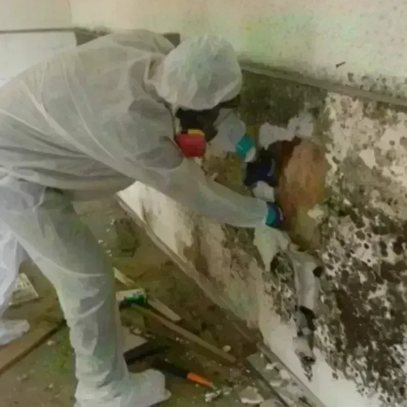 Mold Remediation and Removal in Parkin, AR